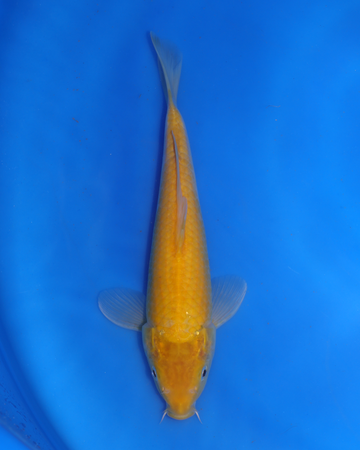 Kigoi Chibi Nisai koi from Otsuka Koi Farm, 8-10 inches.
