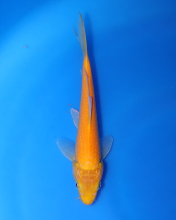 Kigoi from Otsuka Koi Farm, Chibi Nisai koi 8-10 inches, bright orange color, swimming in blue water.