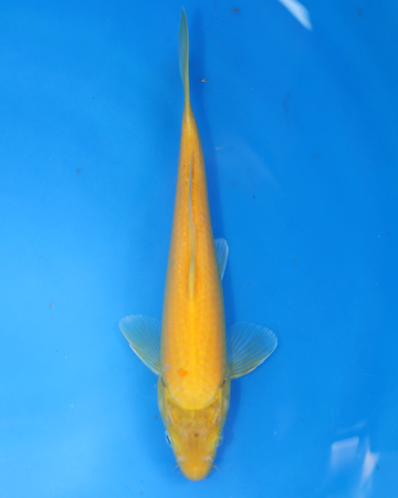Kigoi from Otsuka Koi Farm, a chibi nisai koi fish 8-10 inches, showcasing its vibrant yellow color.