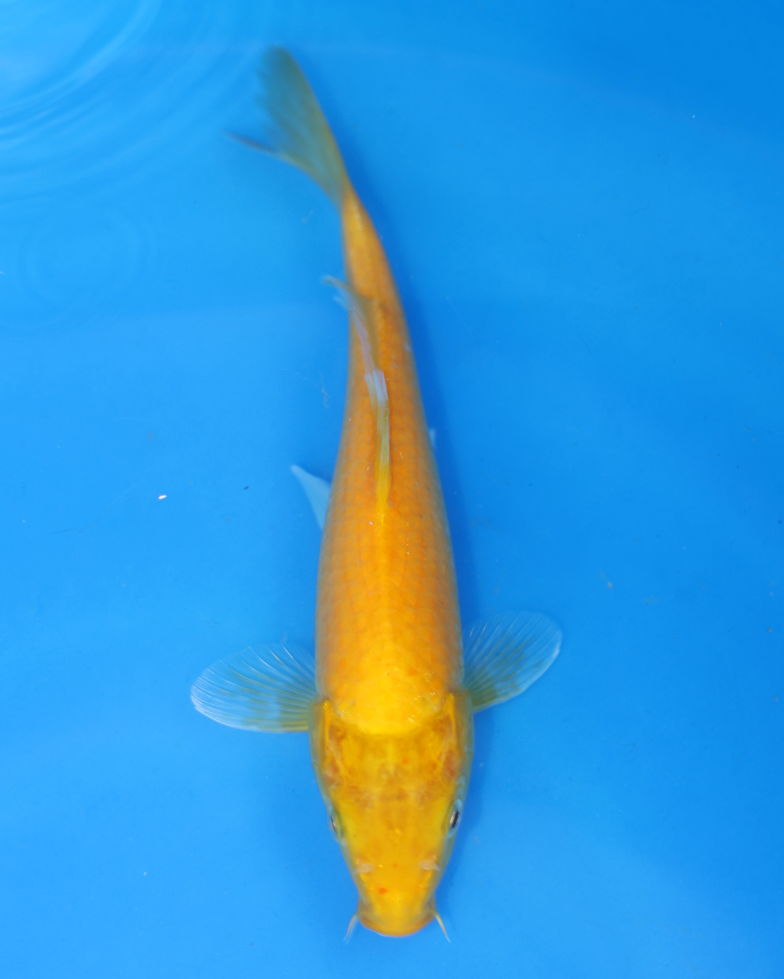 Kigoi fish from Otsuka Koi Farm, Chibi Nisai, 8-10 inches, swimming in blue water, perfect for koi enthusiasts.