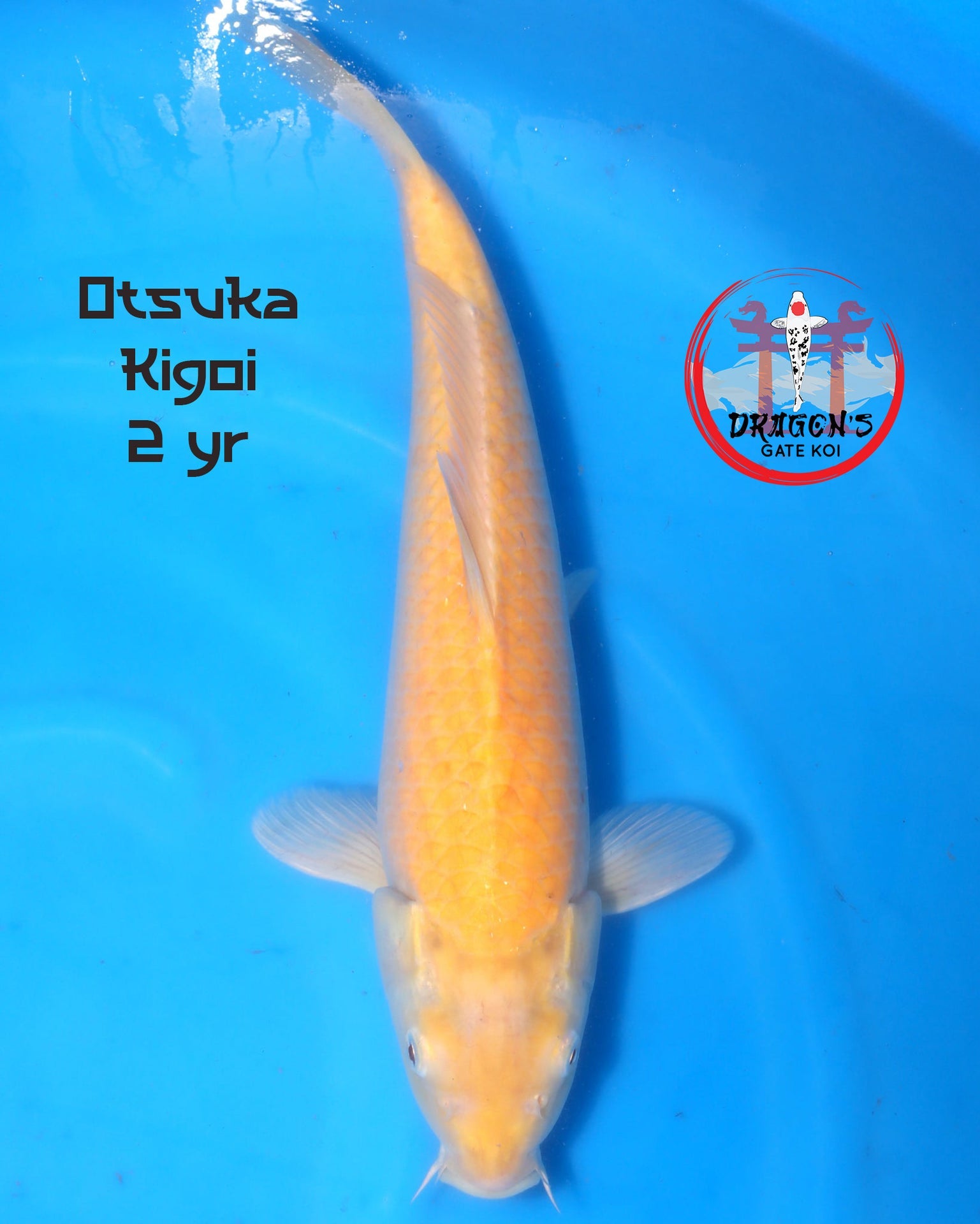Otsuka Kigoi 2 yr swimming in blue water, showcasing vibrant color and healthy fins, ideal for koi enthusiasts.