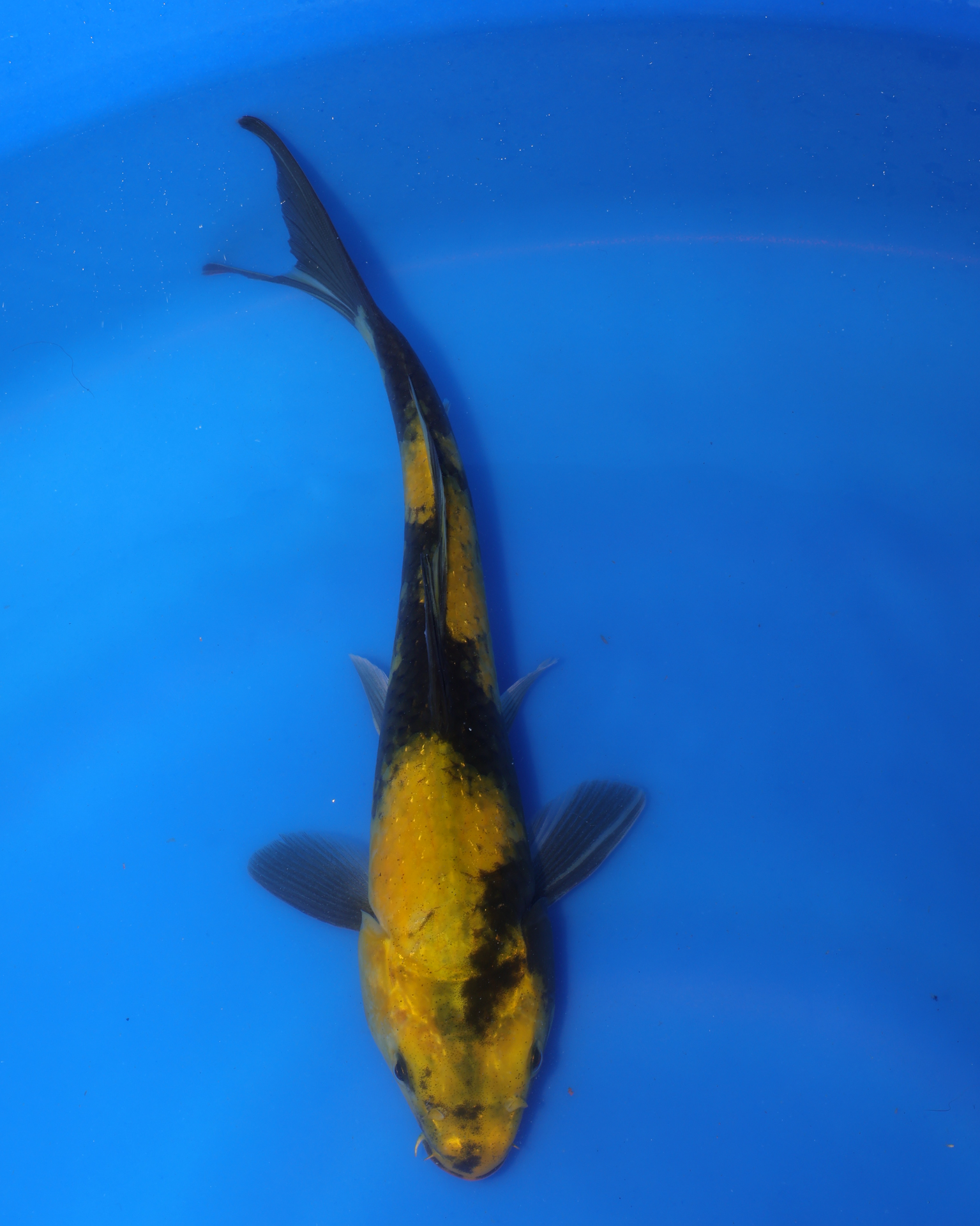 Ki Utsuri Chibi Nisai koi fish swimming in a blue tub, measuring 8-10 inches in size.