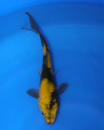 Ki Utsuri Chibi Nisai koi fish swimming in a blue tub, measuring 8-10 inches in size.