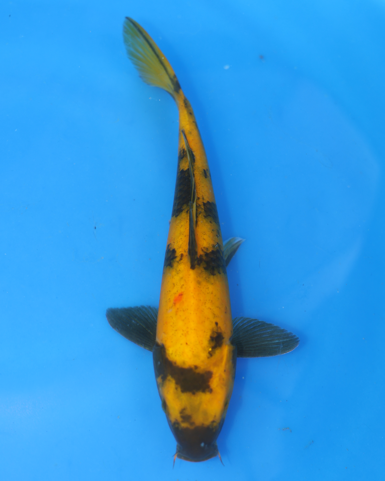 Ki Utsuri Chibi Nisai koi fish from Otsuka Koi Farm, measuring 8-10 inches, showcasing vibrant colors.
