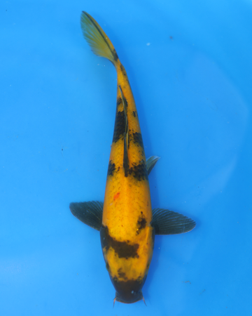 Ki Utsuri Chibi Nisai koi fish from Otsuka Koi Farm, measuring 8-10 inches, showcasing vibrant colors.