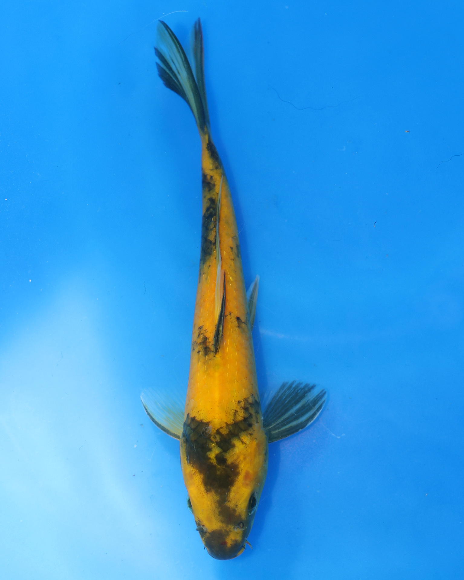 Ki Utsuri Chibi Nisai koi with vibrant yellow and black patterns swimming in a blue pond.