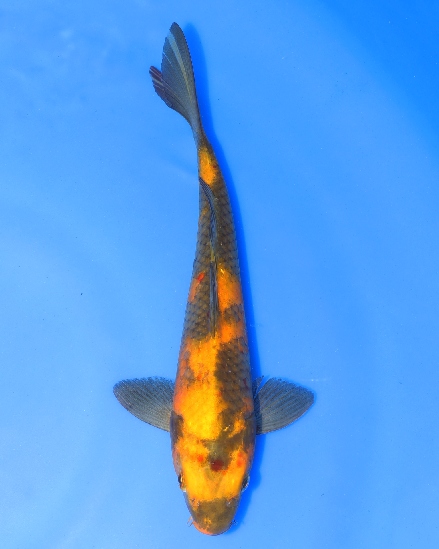 Ki Utsuri - Otsuka Koi Farm - Chibi Nisai - 8-10 inches