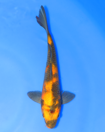 Ki Utsuri Chibi Nisai koi fish swimming in blue water, measuring 8-10 inches in length.