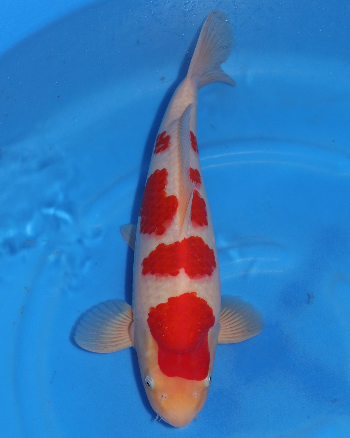 Kohaku - Sakamaki - Nisai - Male - 44 cm