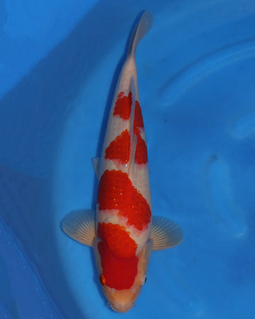 Kohaku - Sakamaki - Nisai - Male - 44 cm