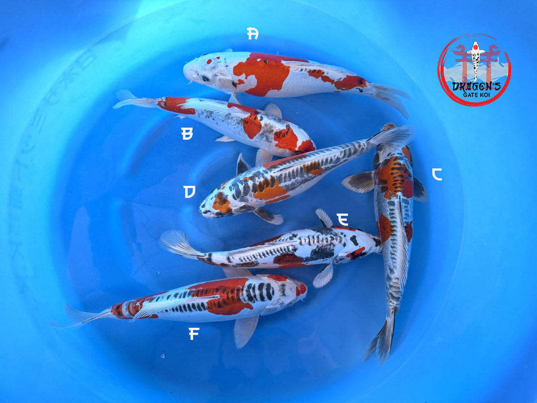 Otsuka Nisai Beni Kikokuryu Bowl featuring a mixed group of female koi fish in a blue bowl.