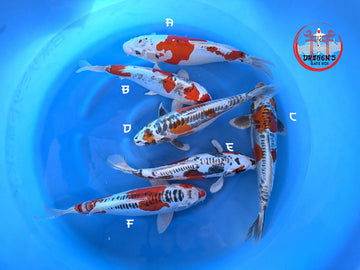 Otsuka Nisai Beni Kikokuryu Bowl featuring a mixed group of female koi fish in a blue bowl.