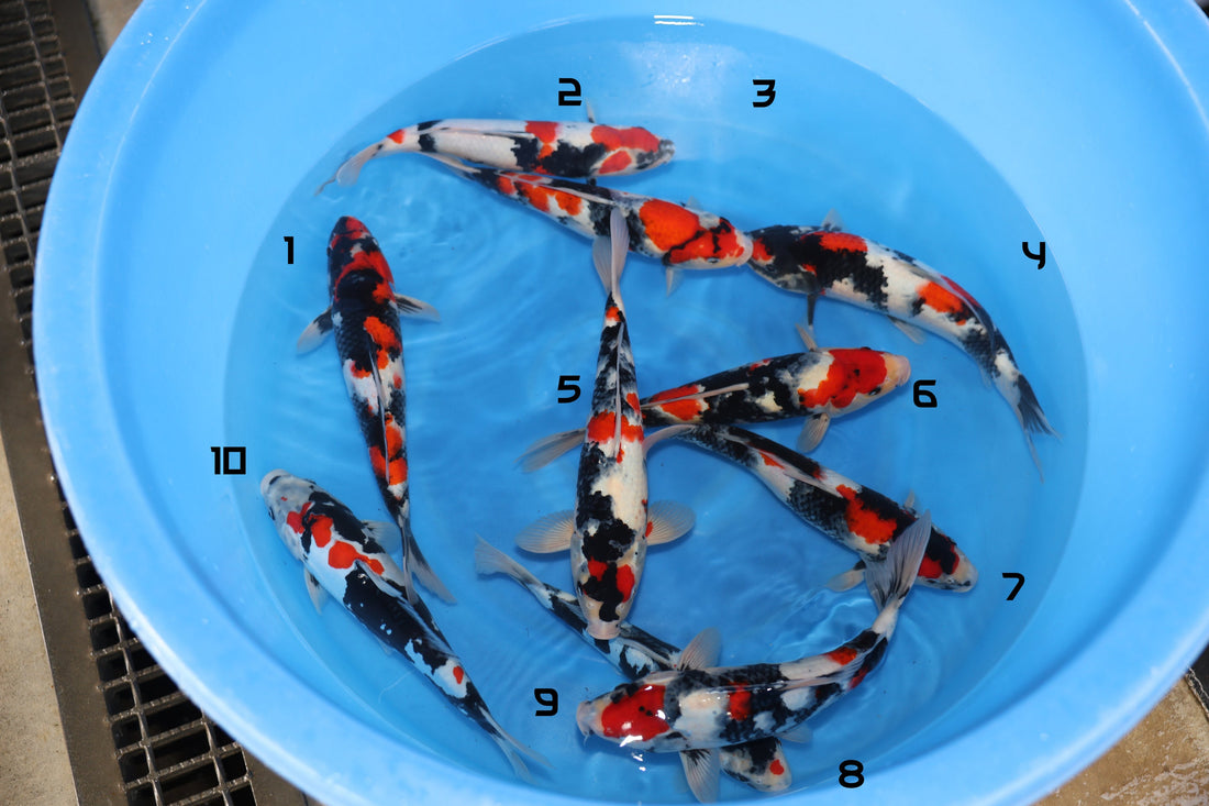 Koshiji Nisai Showa Bowl 1 with 10 mixed Koi fish, 12-14 inch size, available for selection.