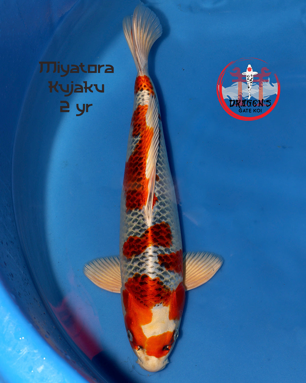 Miyatora Kujaku Nisai koi fish swimming in blue water, showcasing vivid patterns and colors.