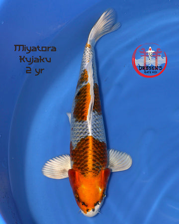 Miyatora Kujaku 2 yr fish swimming in a blue bowl, showcasing Nisai Kujaku Japanese Koi 44cm beauty.