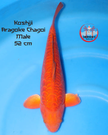 Copper Aragoke Chagoi Koi - Koshiji Male, 52 cm, vibrant color and healthy condition.