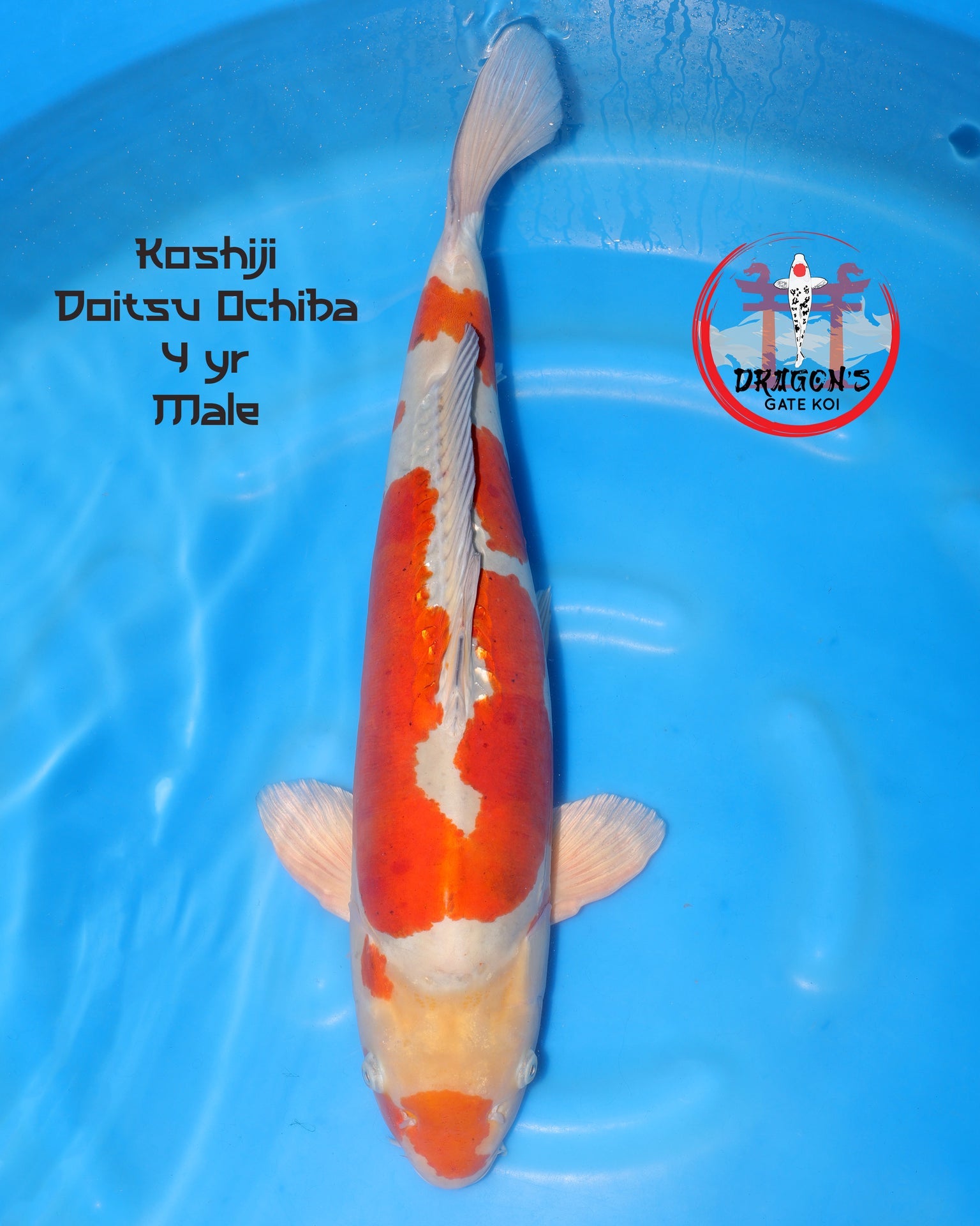 Koshiji Doitsu Ochiba Yonsai 60 cm Male fish swimming in blue water.