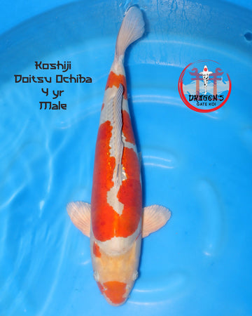 Koshiji Doitsu Ochiba Yonsai 60 cm Male fish swimming in blue water.