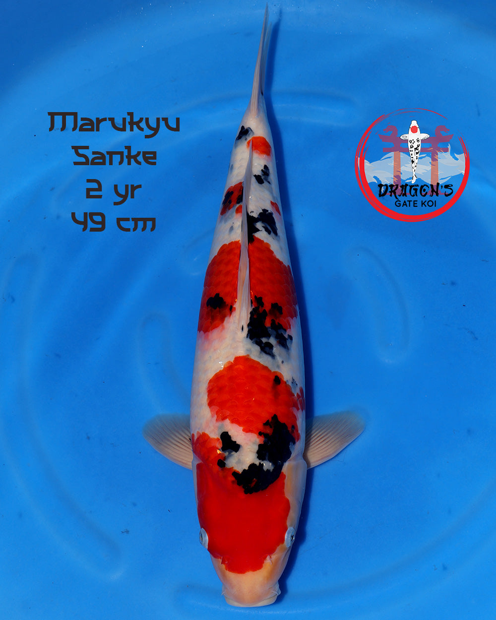Marukyu Sanke female koi fish 49 cm on a blue background.