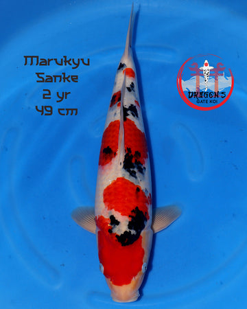 Marukyu Sanke female koi fish 49 cm on a blue background.