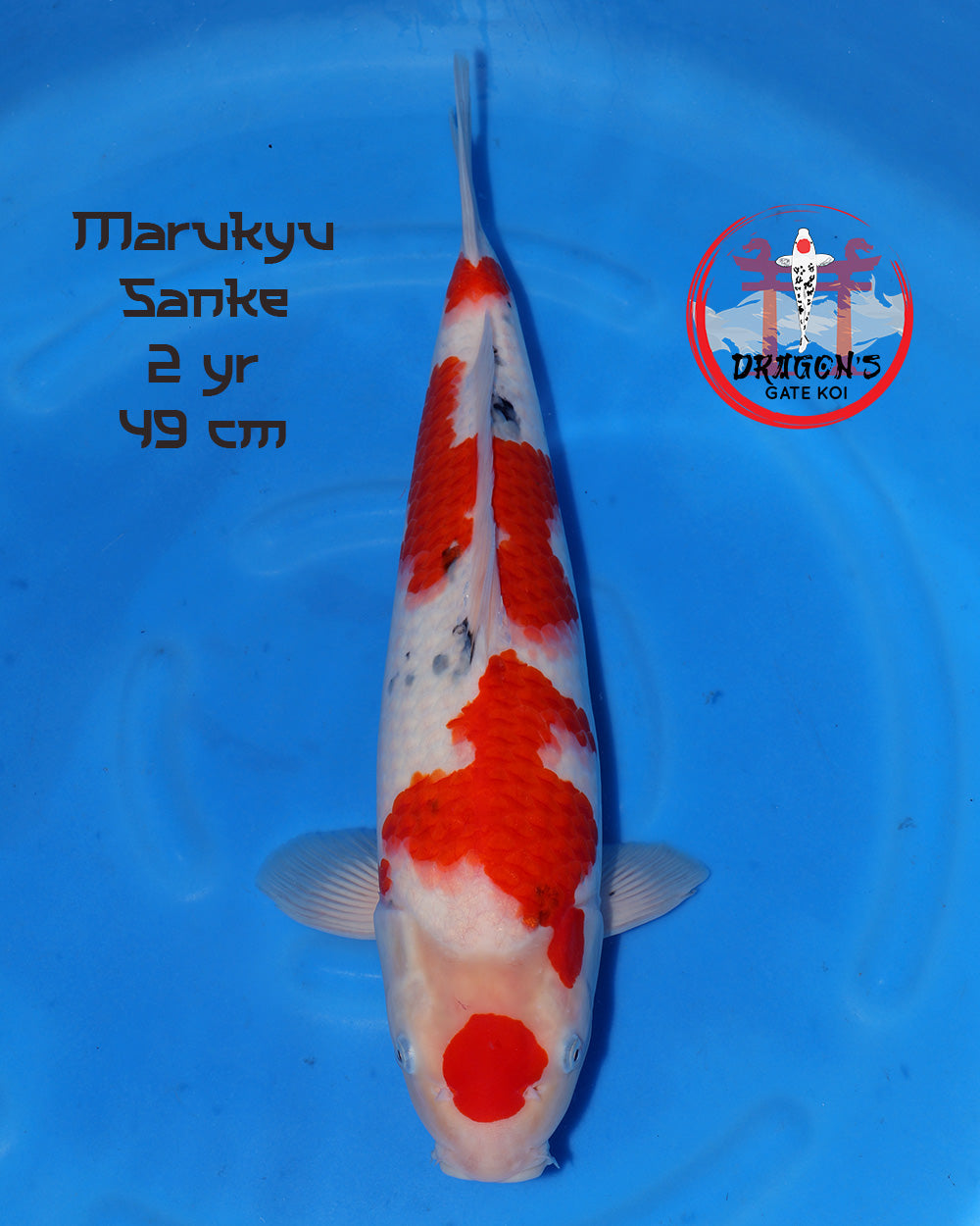 female Marukyu Sanke 49 cm in vibrant colors swimming in blue water backdrop.