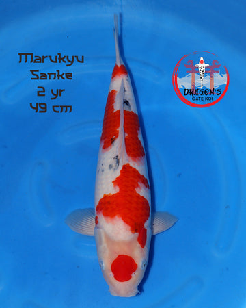 female Marukyu Sanke 49 cm in vibrant colors swimming in blue water backdrop.