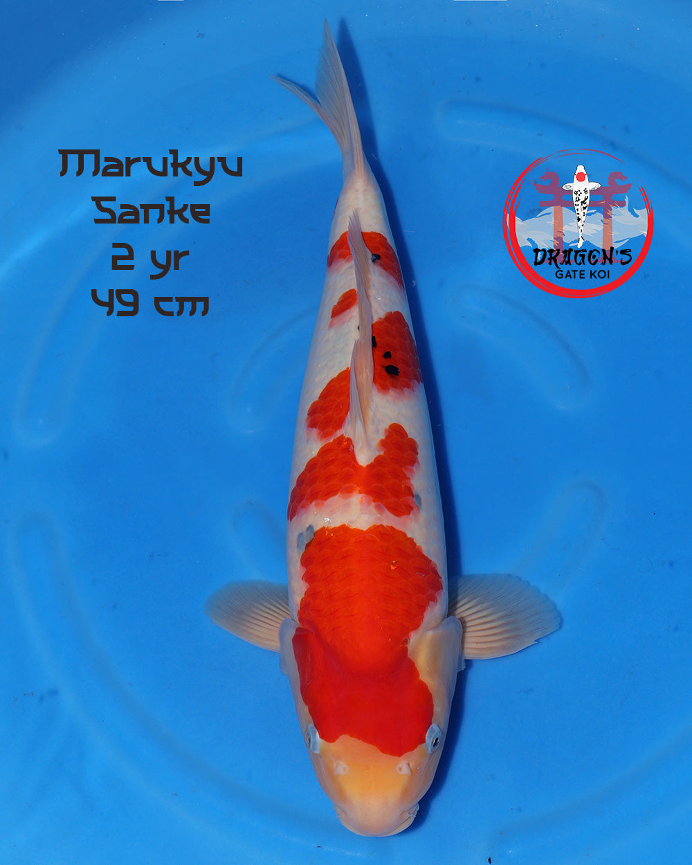 female marukyu sanke 49 cm in a blue pond view, showcasing vibrant colors and size.