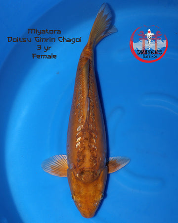 Miyatora female ginrin doitsu chagoi koi 3 yr 55cm displayed in a blue tank.