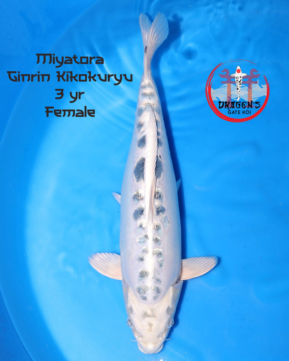 Miyatora Ginrin Kikokuryu female koi fish 55cm in blue water, 3 years old koi profile view.