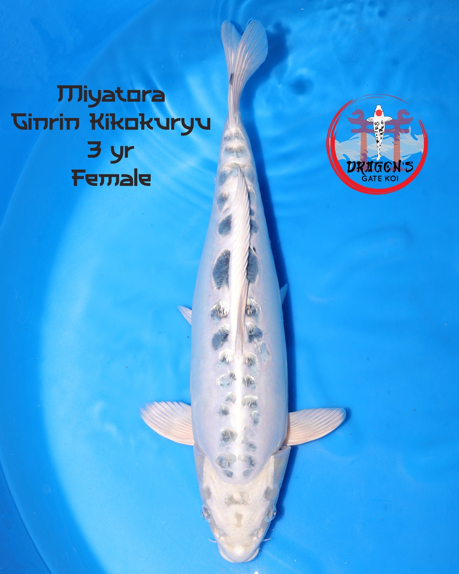 Miyatora Ginrin Kikokuryu female koi fish 55cm in blue water, 3 years old koi profile view.