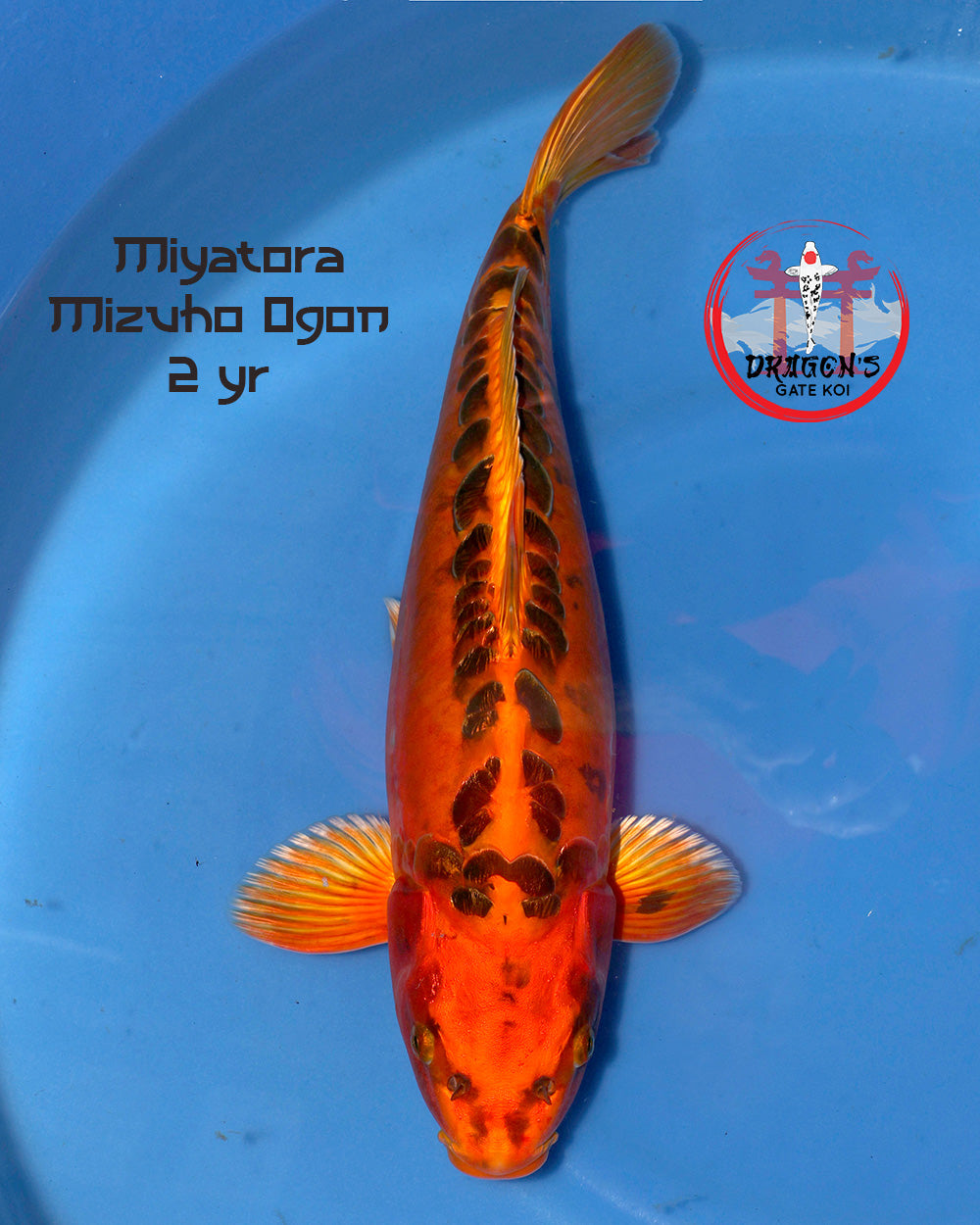 Miyatora Mizuho Ogon Nisai fish - 2 year old female koi fish, 44 cm, vibrant orange and black patterns.