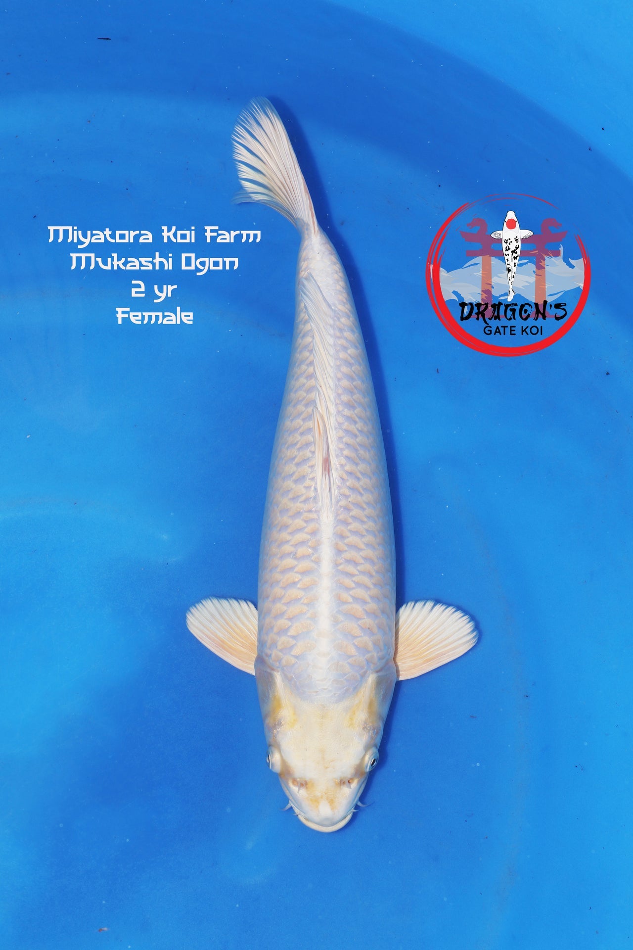 Miyatora - Mukashi Ogon - Nisai - Female - 45 cm, mukashi ogon female nisai koi.
