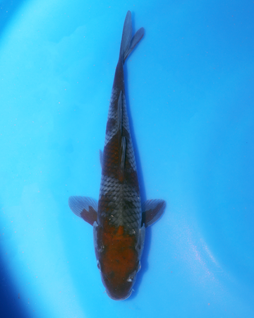 ochiba chibi nisai koi swimming on a blue background, measuring between 8-10 inches from Otsuka Koi Farm.