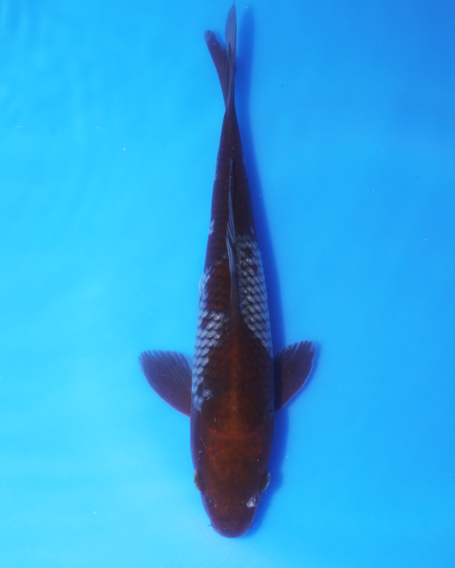 Ochiba - Otsuka Koi Farm - Chibi Nisai - 8-10 inches, showcasing a beautiful ungendered koi fish.