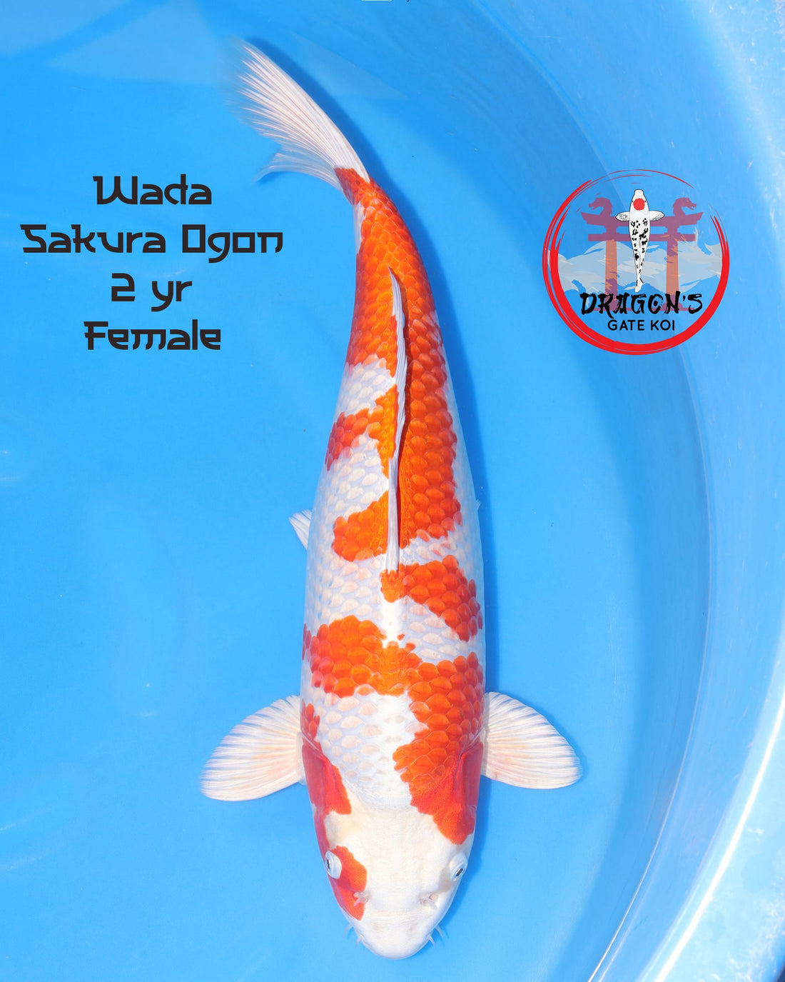 Wada Sakura Ogon koi fish female, 2 years old, showcasing vibrant colors in a blue pond.