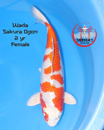 Wada Sakura Ogon koi fish female, 2 years old, showcasing vibrant colors in a blue pond.