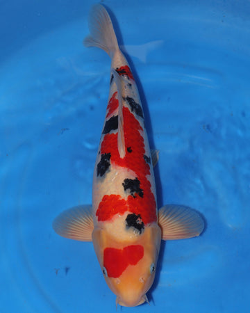 Sanke - Sakamaki - Nisai - Male - 48 cm