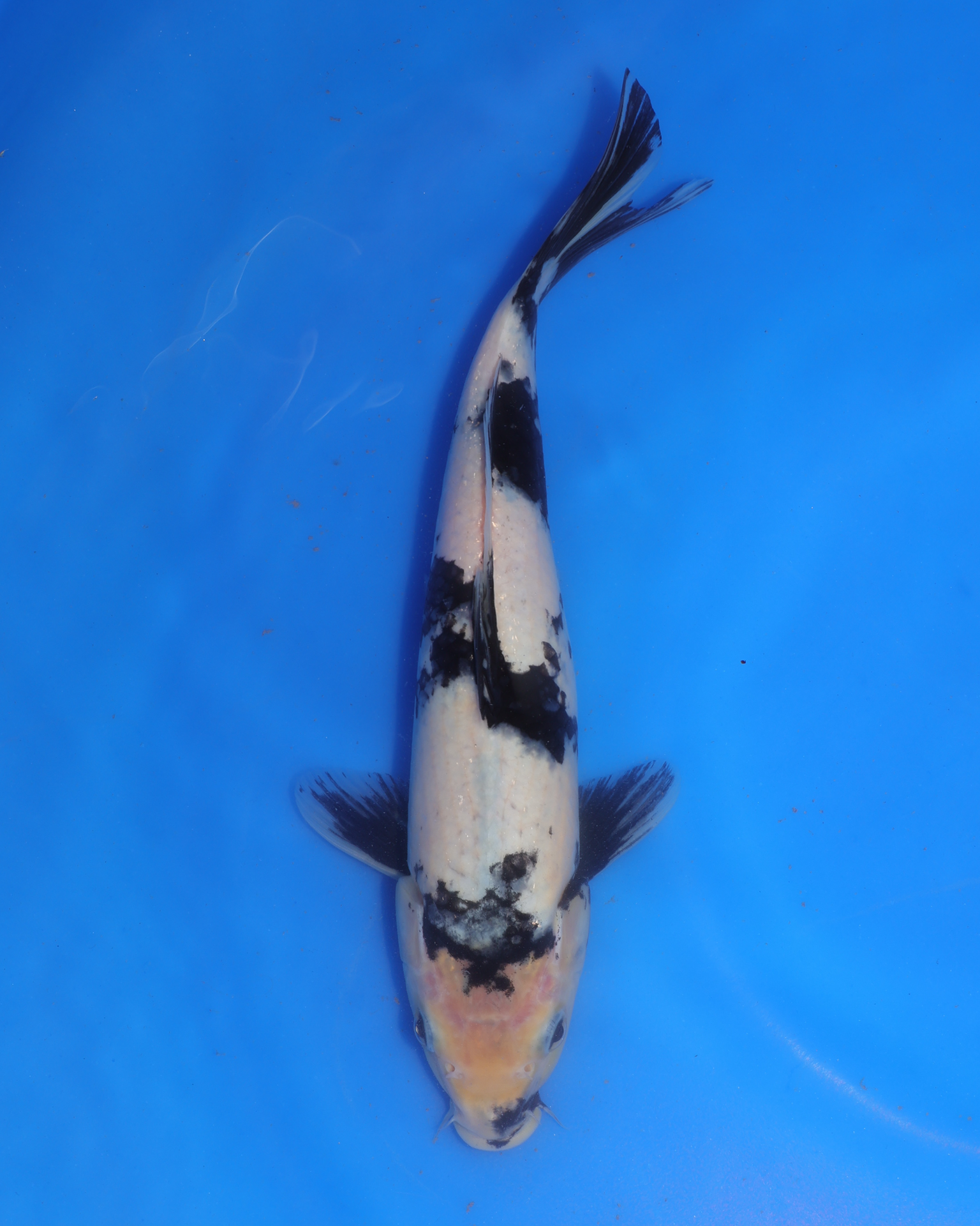 Shiro Utsuri Chibi Nisai koi swimming in blue water, measuring between 8-10 inches, from Otsuka Koi Farm.