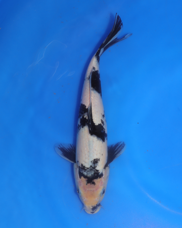 Shiro Utsuri Chibi Nisai koi swimming in blue water, measuring between 8-10 inches, from Otsuka Koi Farm.