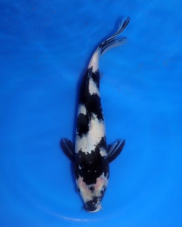 Shiro Utsuri Chibi Nisai koi from Otsuka Koi Farm, 8-10 inches.