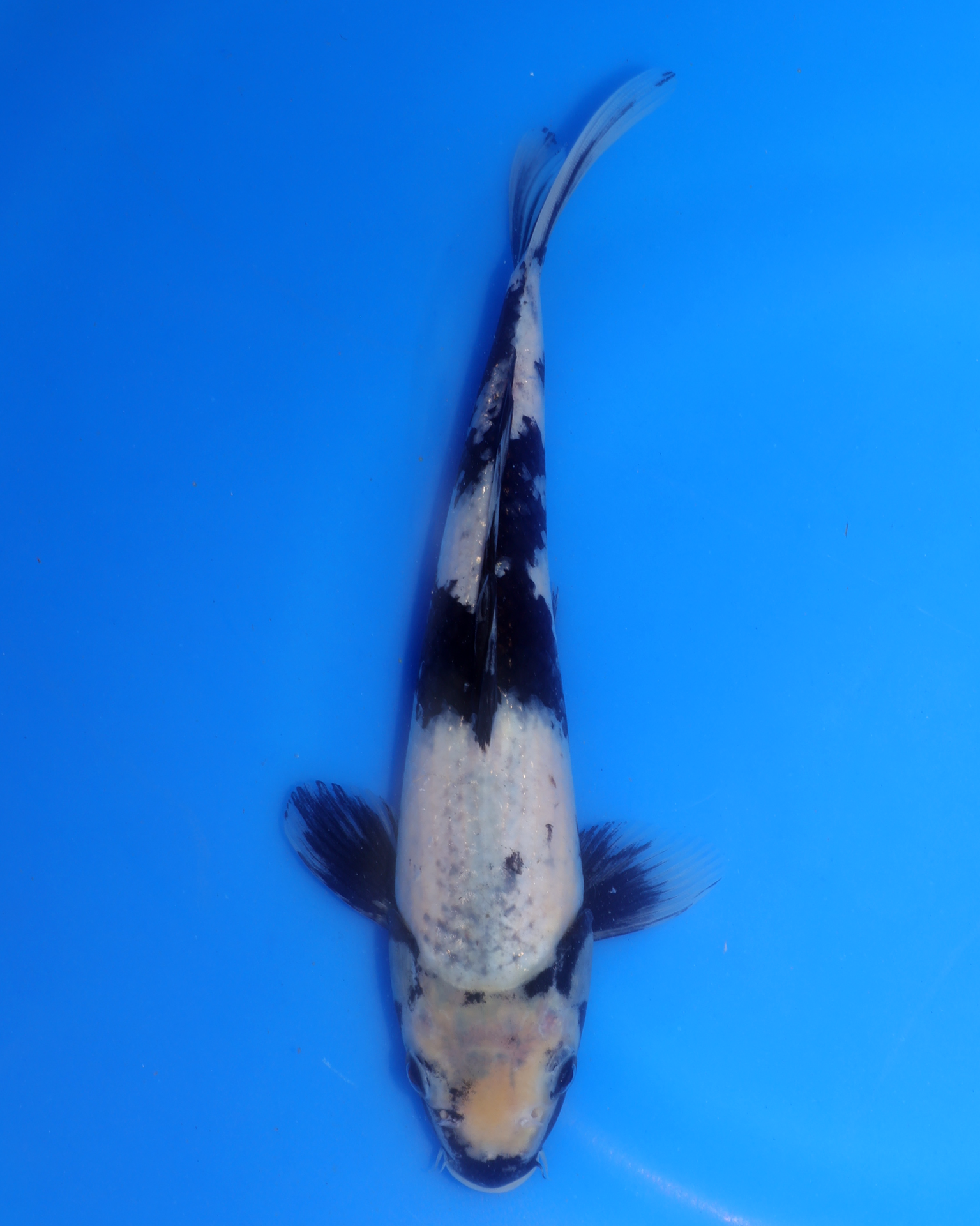 Shiro Utsuri Chibi Nisai koi from Otsuka Koi Farm, measuring 8-10 inches, displaying unique coloration.