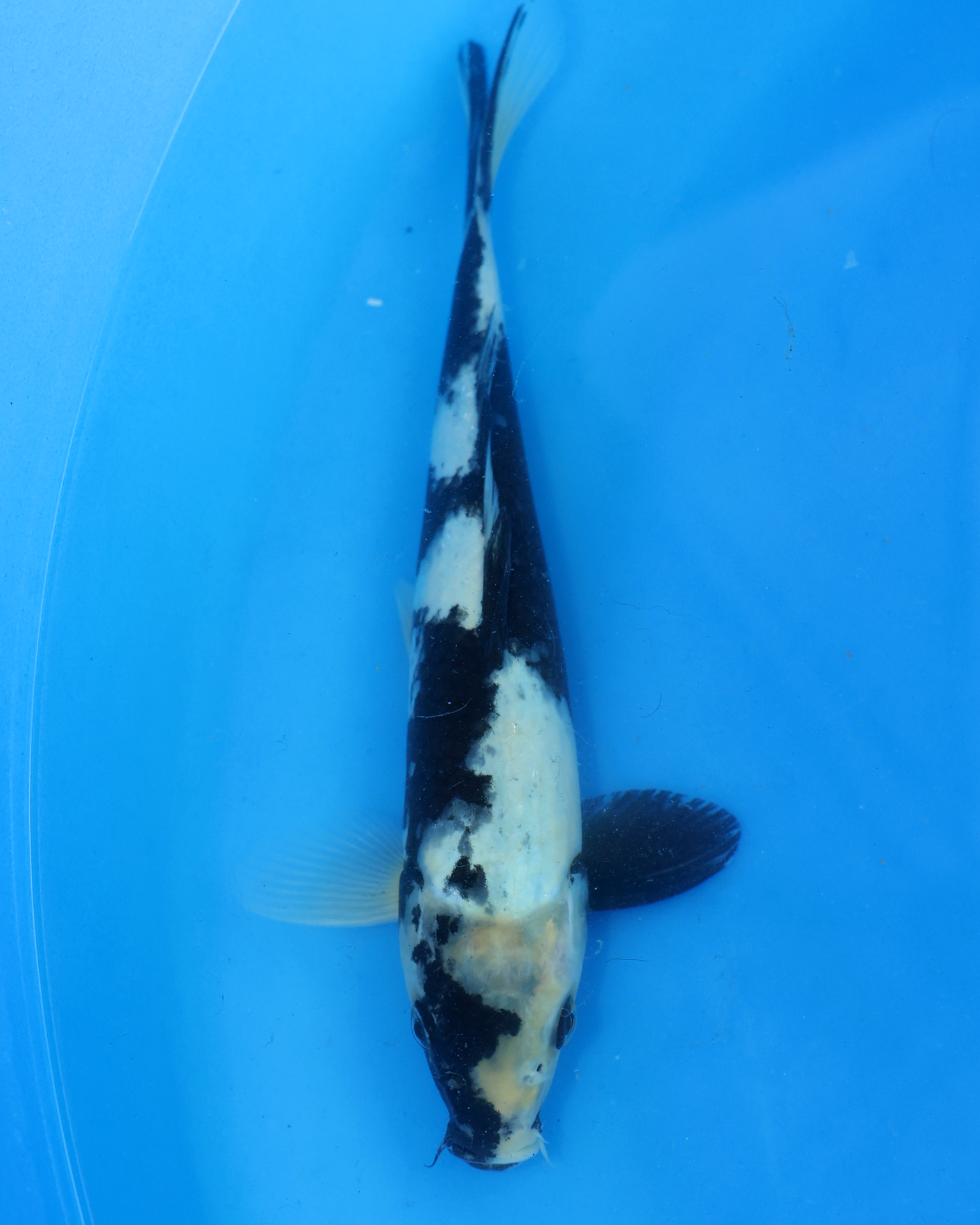 Shiro Utsuri Chibi Nisai koi swimming in a blue tank, measuring 8-10 inches, from Otsuka Koi Farm.