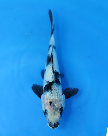 Shiro Utsuri Chibi Nisai koi swimming in blue water, measuring 8-10 inches from Otsuka Koi Farm.