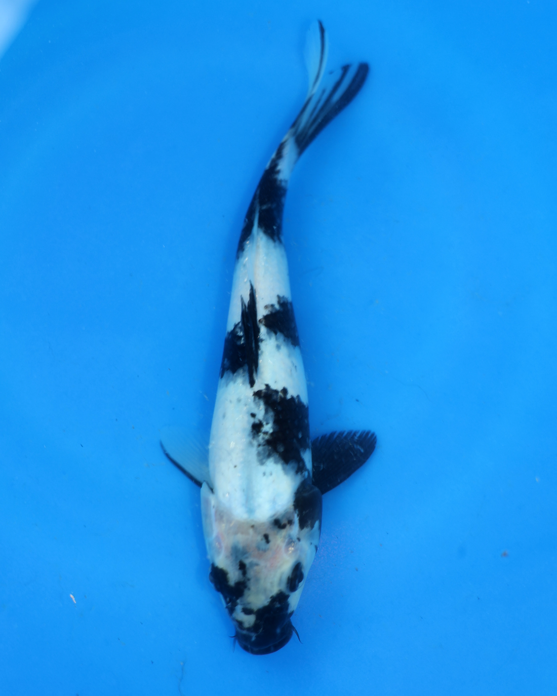 Shiro Utsuri Chibi Nisai koi swimming in blue water, 8-10 inches, from Otsuka Koi Farm.