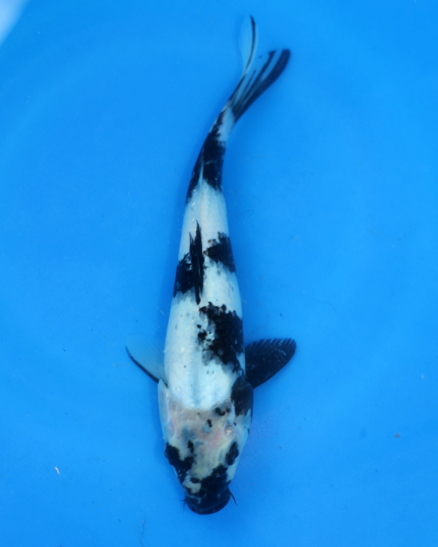 Shiro Utsuri Chibi Nisai koi swimming in blue water, 8-10 inches, from Otsuka Koi Farm.