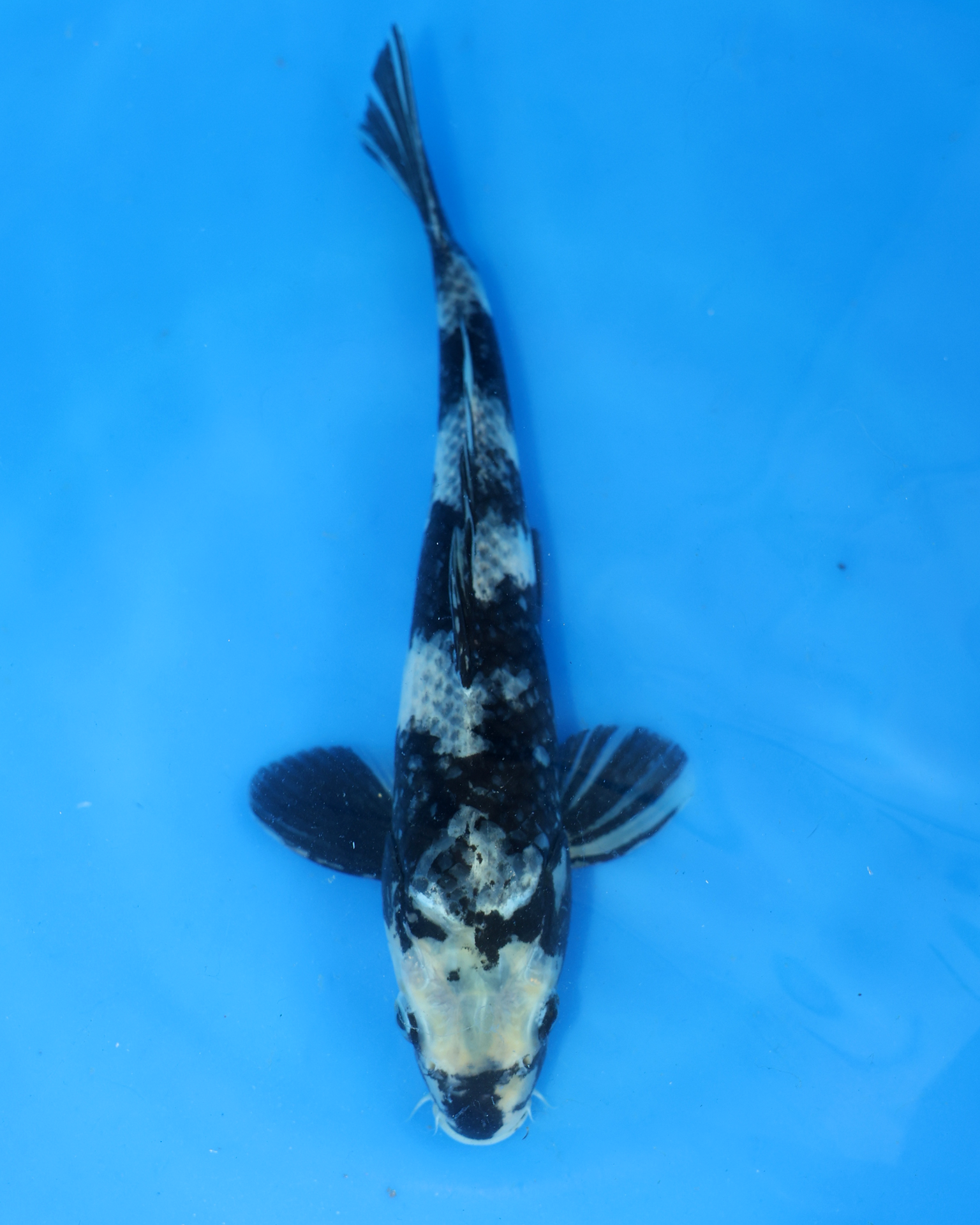 Shiro Utsuri - Otsuka Koi Farm - Chibi Nisai - 8-10 inches