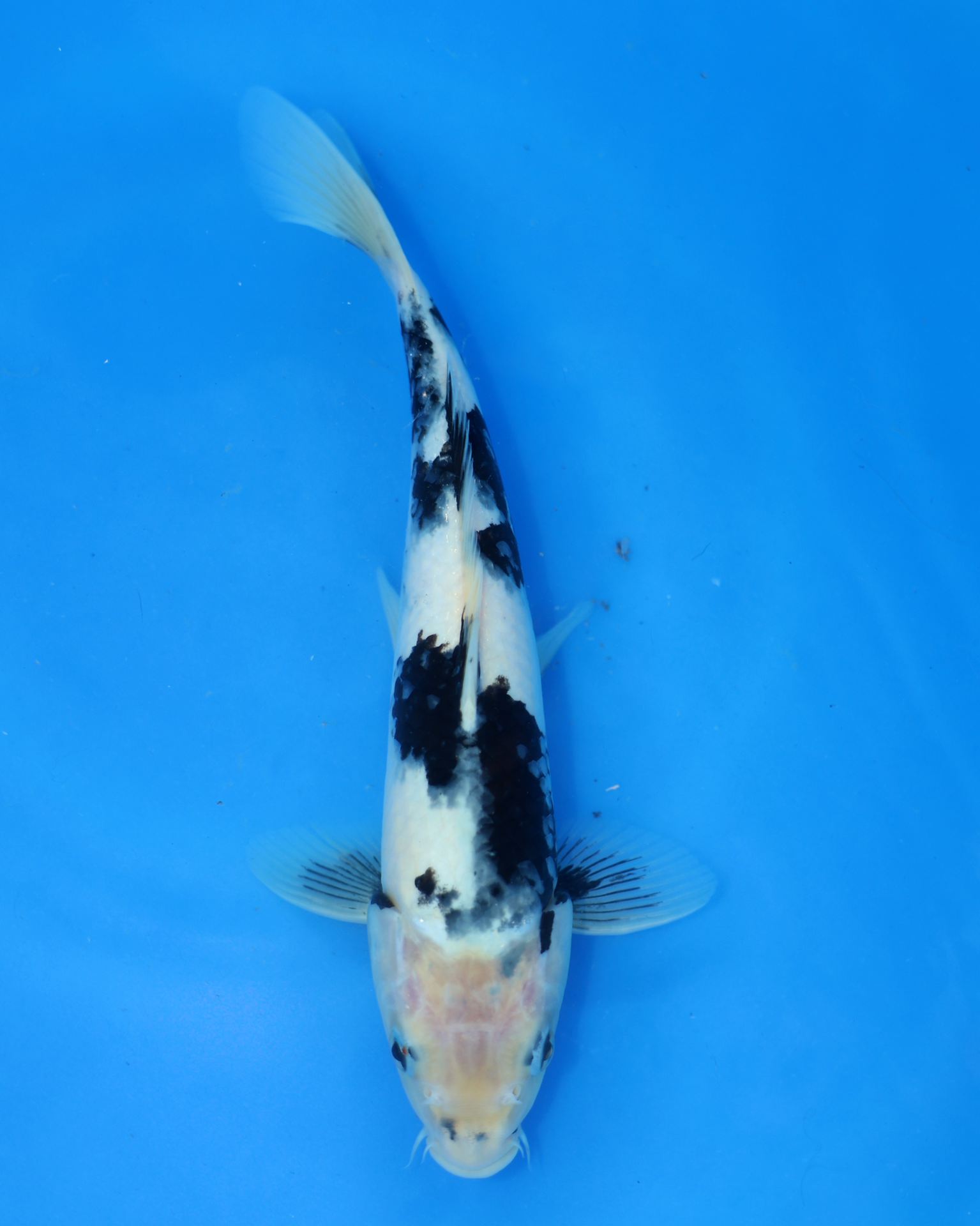 Shiro Utsuri Chibi Nisai koi swimming in blue water, measuring 8-10 inches at Otsuka Koi Farm.
