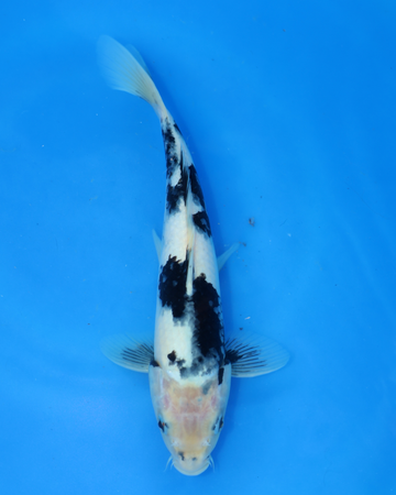 Shiro Utsuri Chibi Nisai koi swimming in blue water, measuring 8-10 inches at Otsuka Koi Farm.