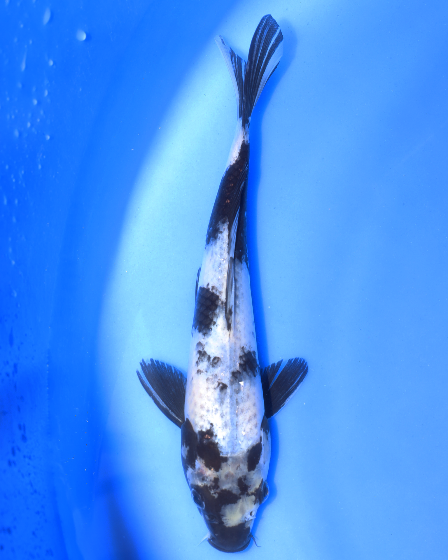 Shiro Utsuri - Otsuka Koi Farm - Chibi Nisai koi, 8-10 inches, distinct coloring, swimming in blue water.