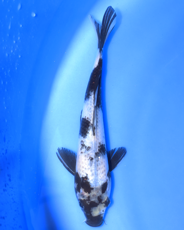 Shiro Utsuri - Otsuka Koi Farm - Chibi Nisai koi, 8-10 inches, distinct coloring, swimming in blue water.